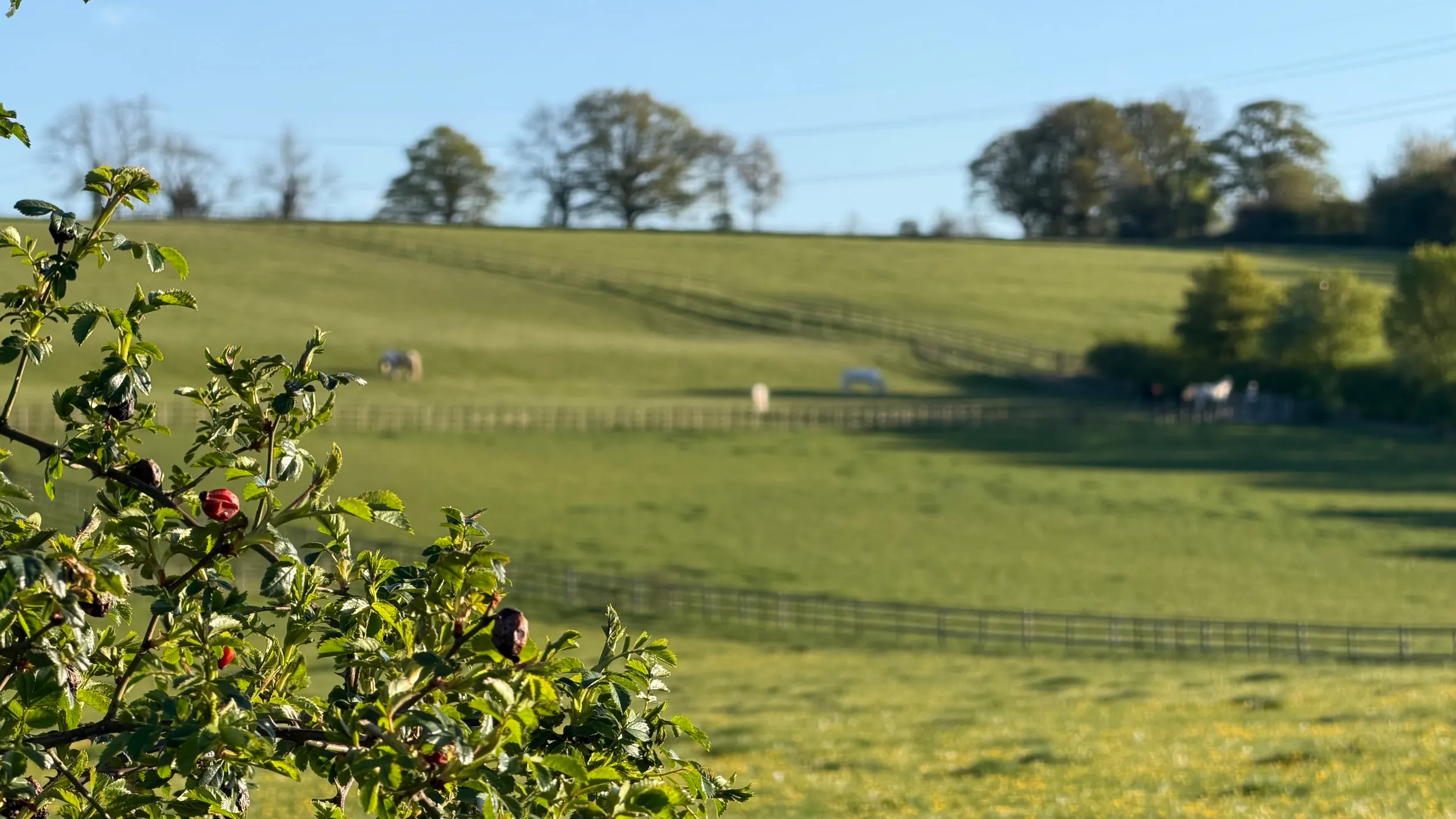 Sloping green pasture with sheep, a hedge line and trees, seen past a berry-laden branch