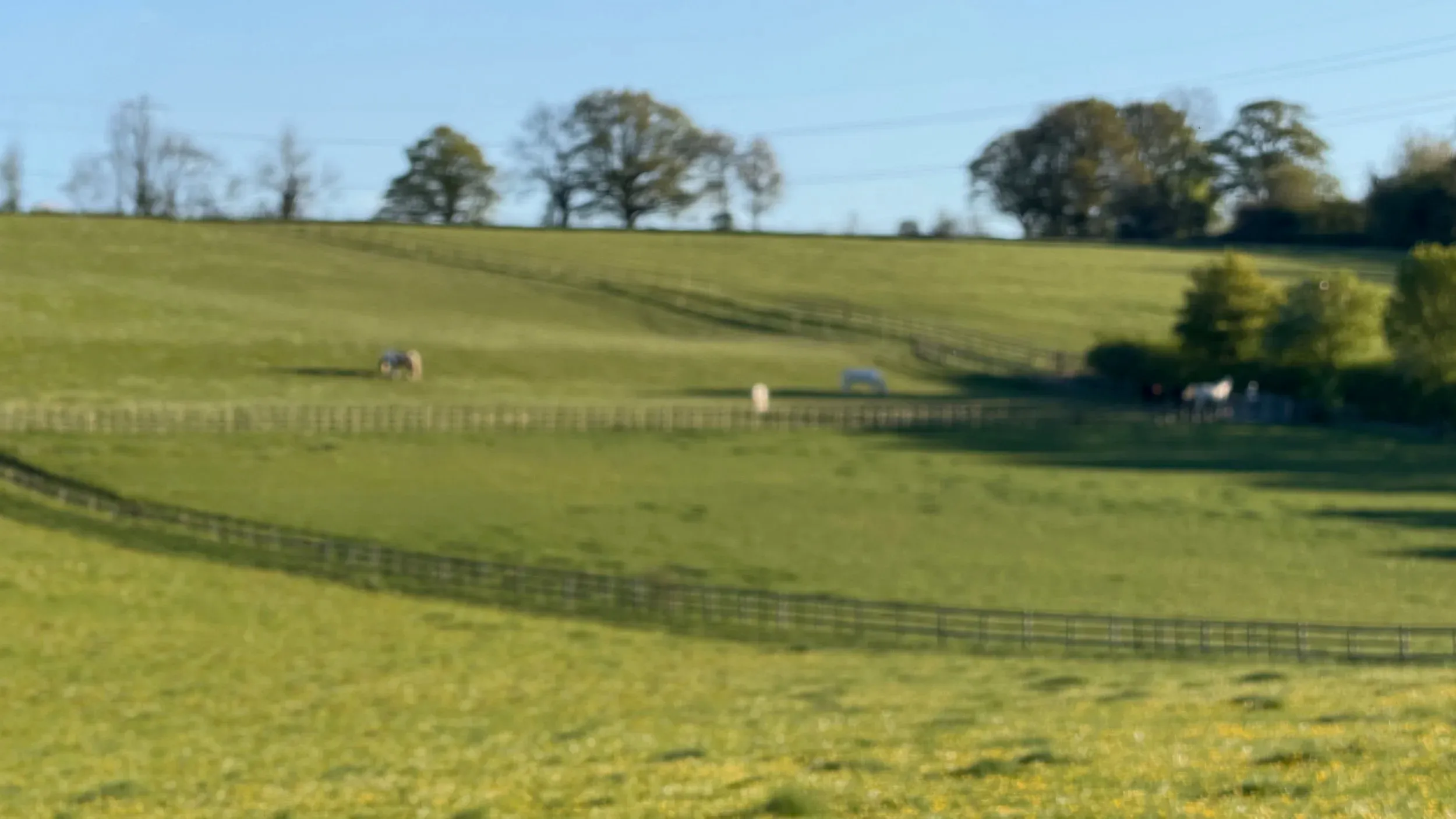 Green pasture with post-and-rail fences and a line of mature trees under a soft sky